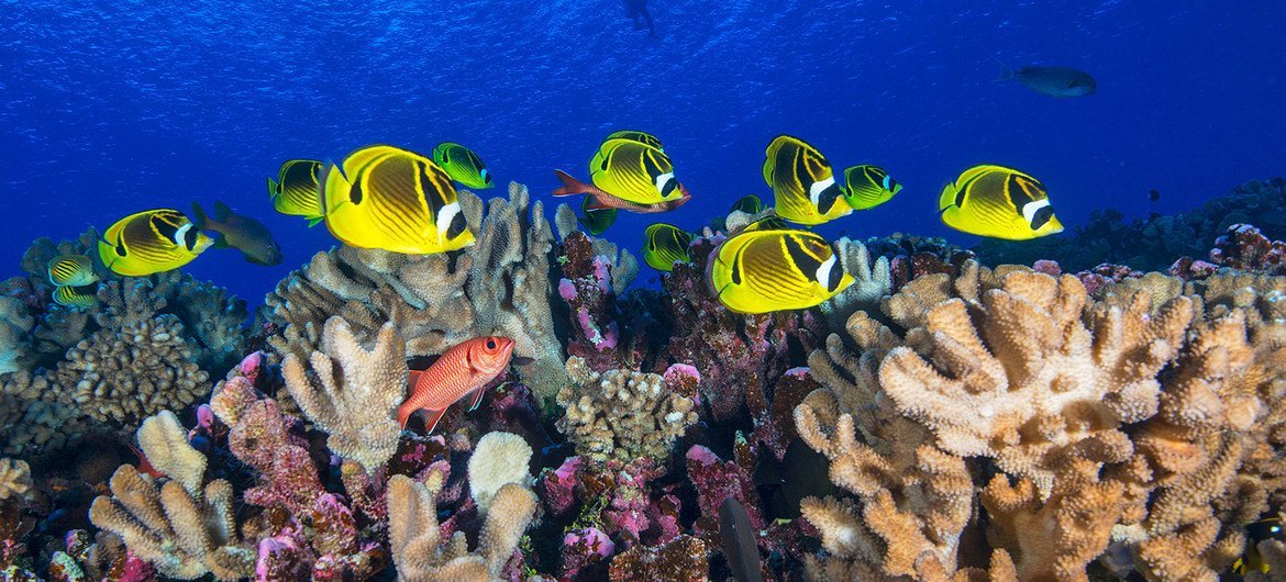 COP27 : Protéger la biodiversité, c'est protéger l'Accord de Paris sur le climat