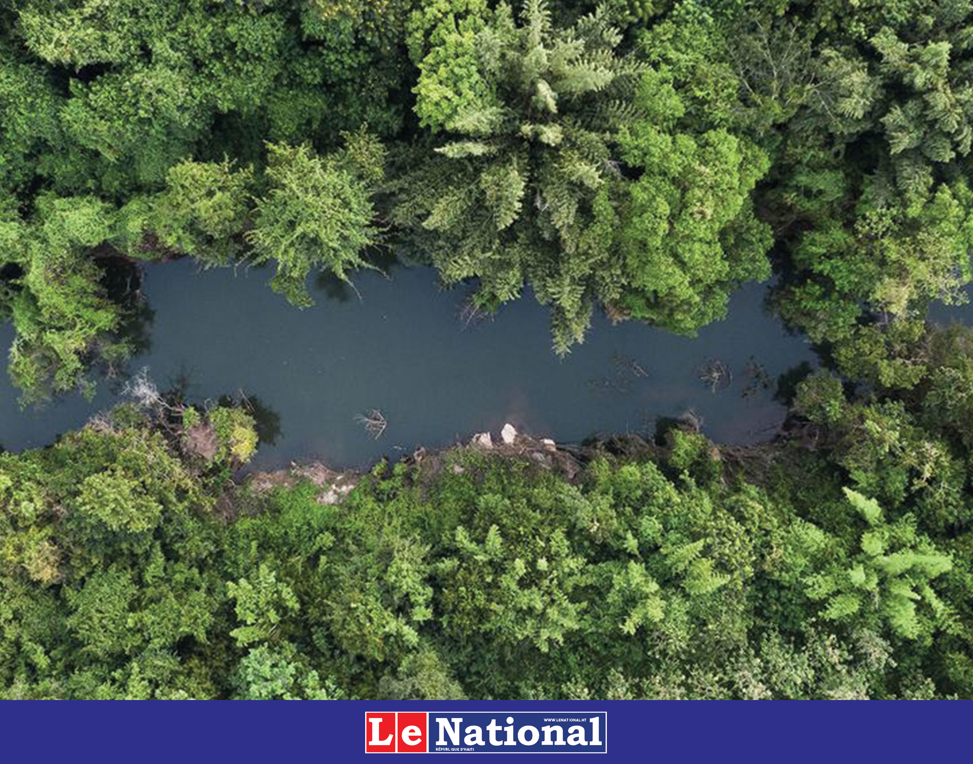 Pour protéger les forêts tropicales en voie de disparition