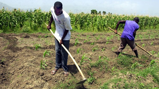Quel est le bilan du secteur agricole en Haiti pour l’année 2021 ?