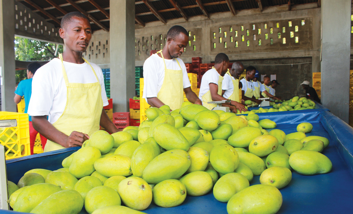 L’exportation de la mangue haïtienne vers les États-Unis menacée