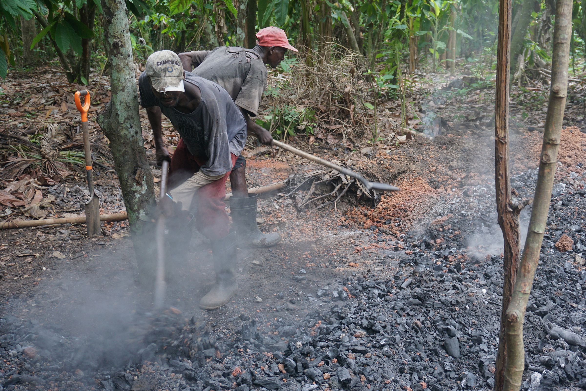 Les pivotements des agriculteurs face au ravage des orangeraies d’Haïti par une maladie incurable