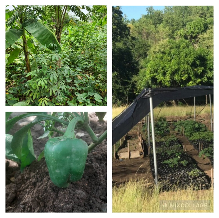 Haïti: le Jardin botanique de Ouanaminthe accompagne 70 femmes dans la réalisation de potagers garde-manger