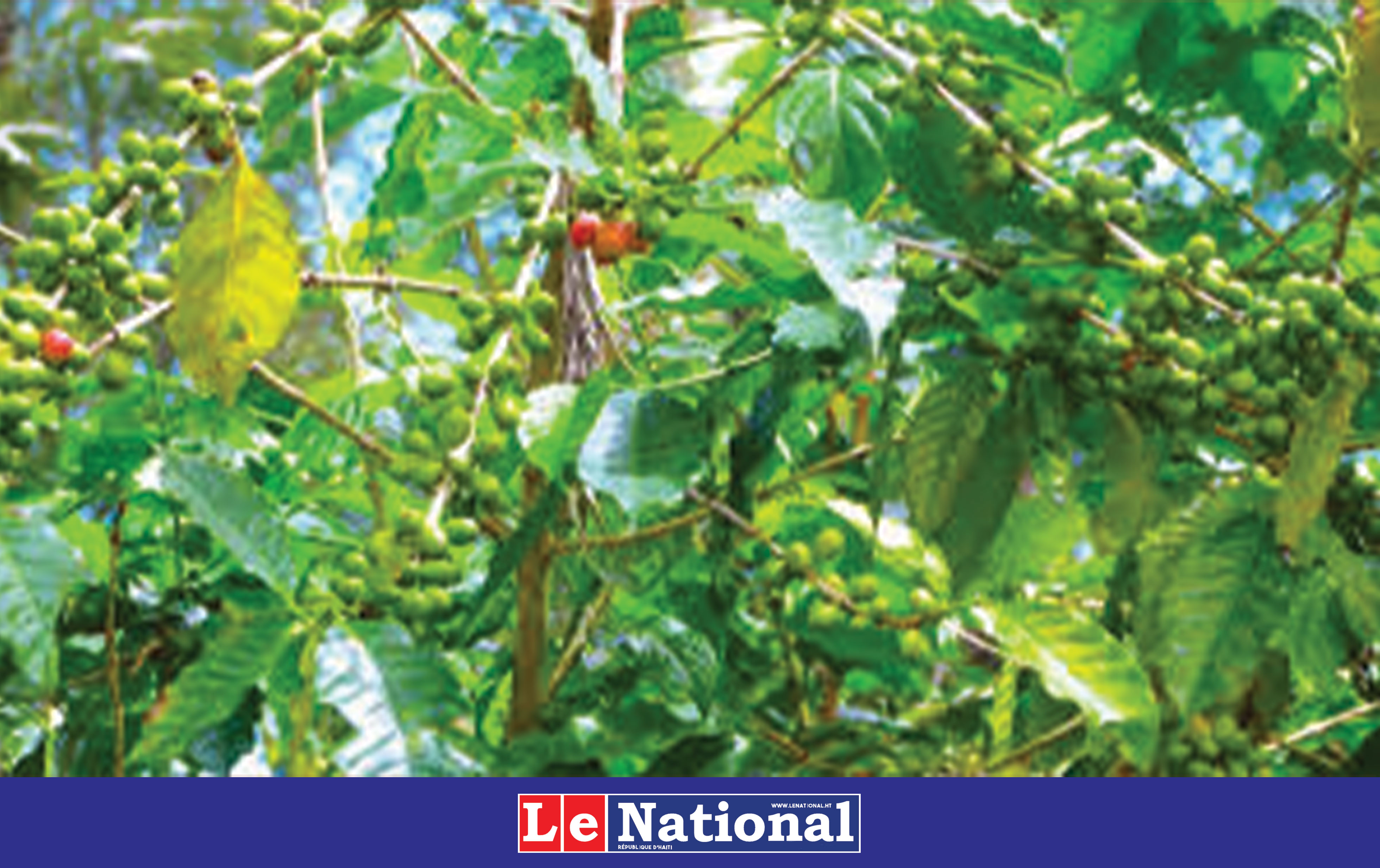 Le café haïtien : une filière agro-forestière et une ressource économique réhabilitées par le PITAG